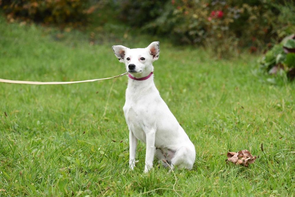 Feta szuka domu, suczka do adopcji
