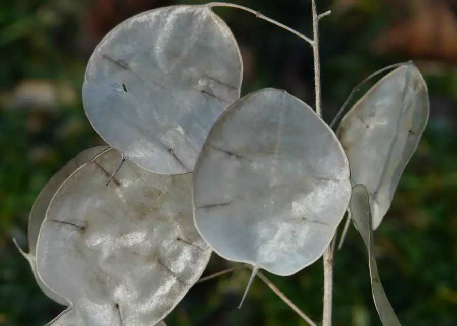 Miesiącznica roczna (Lunaria annua)w doniczce P9, judaszowe srebrniki