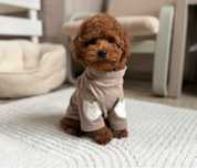 Pudel toy/miniatura, red brown, piesek. Gotowy do odbioru.