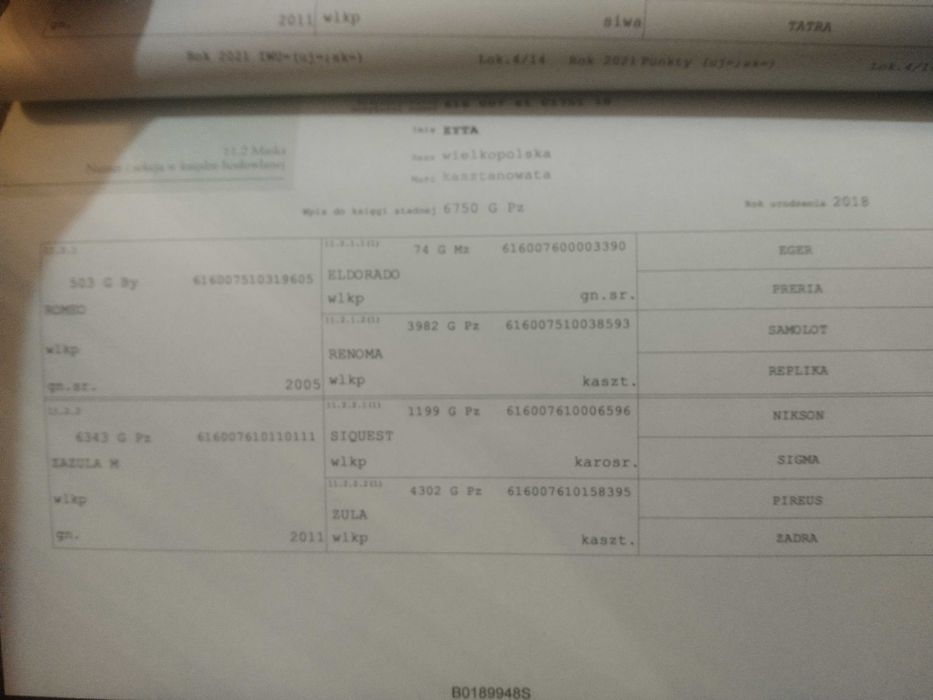 klacz wielkopolska dotacyjna ZORZA programowa