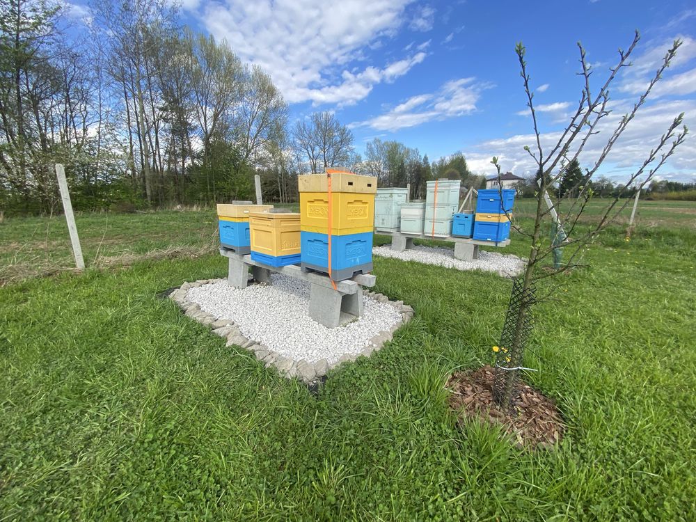 Rodzina pszczela na 10 ramkach – młoda matka – 500 zł – Pasieka Adama