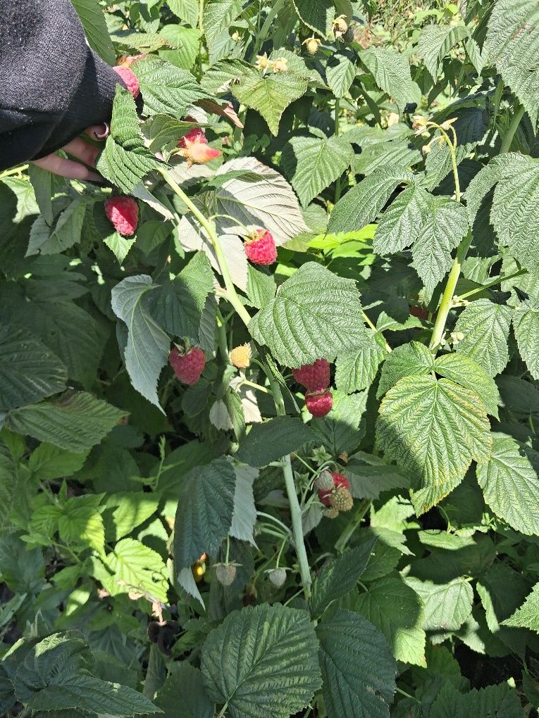 Świeże Maliny Ekologiczne – 0,5 kg / 13 zł – Soczyste i Pyszne!