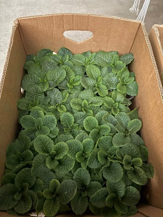 Примула на дорощення