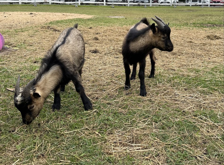 Koziołki  miniaturki