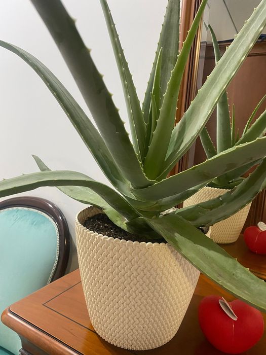 Aloé Vera Medicinal