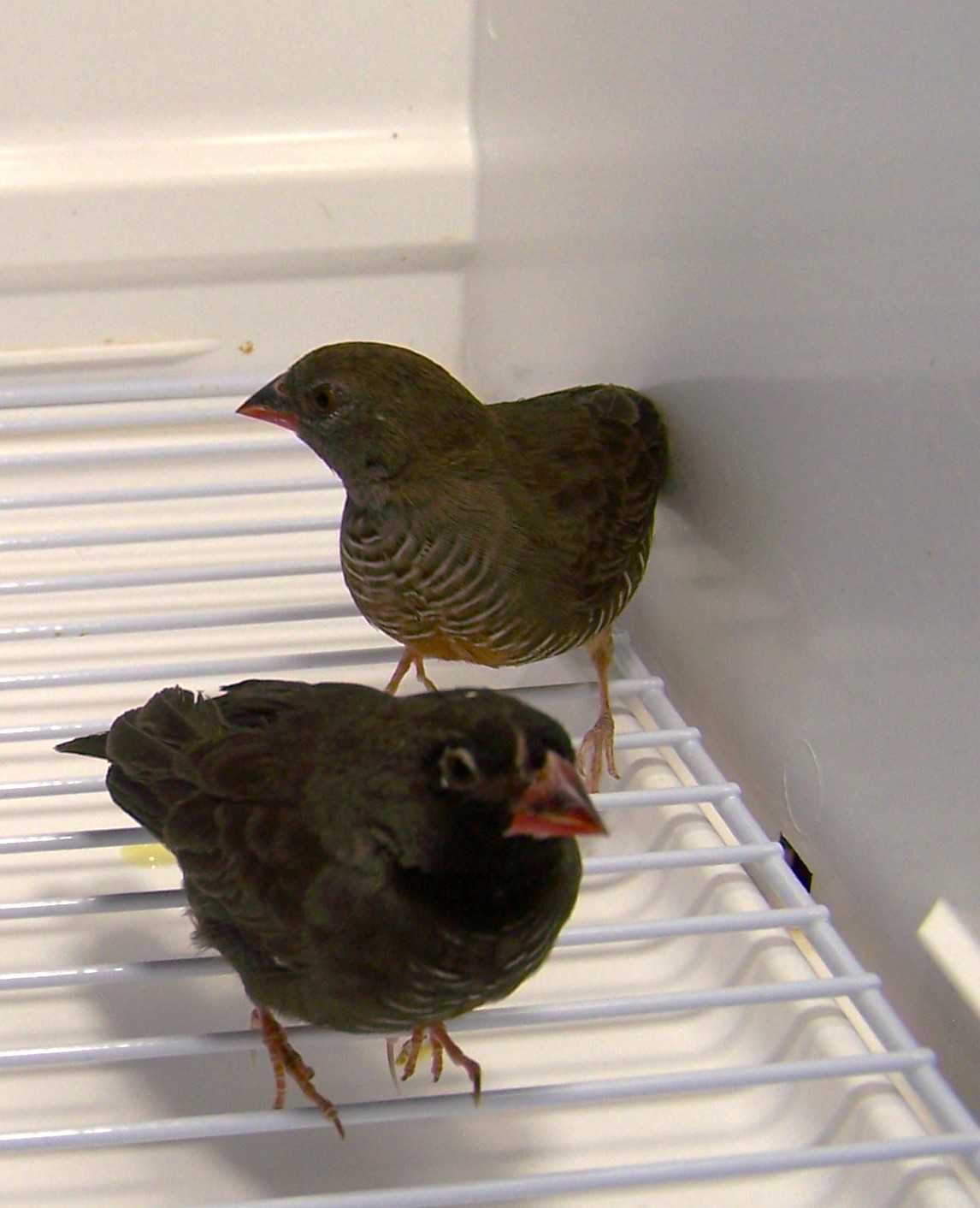 Trawinek zmienny (Ortygospiza atricollis)
