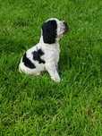 Piesek rasy Cocker Spaniel