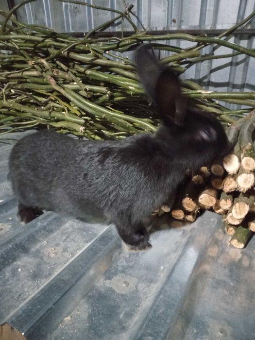 Молодняк Полтавське срібло