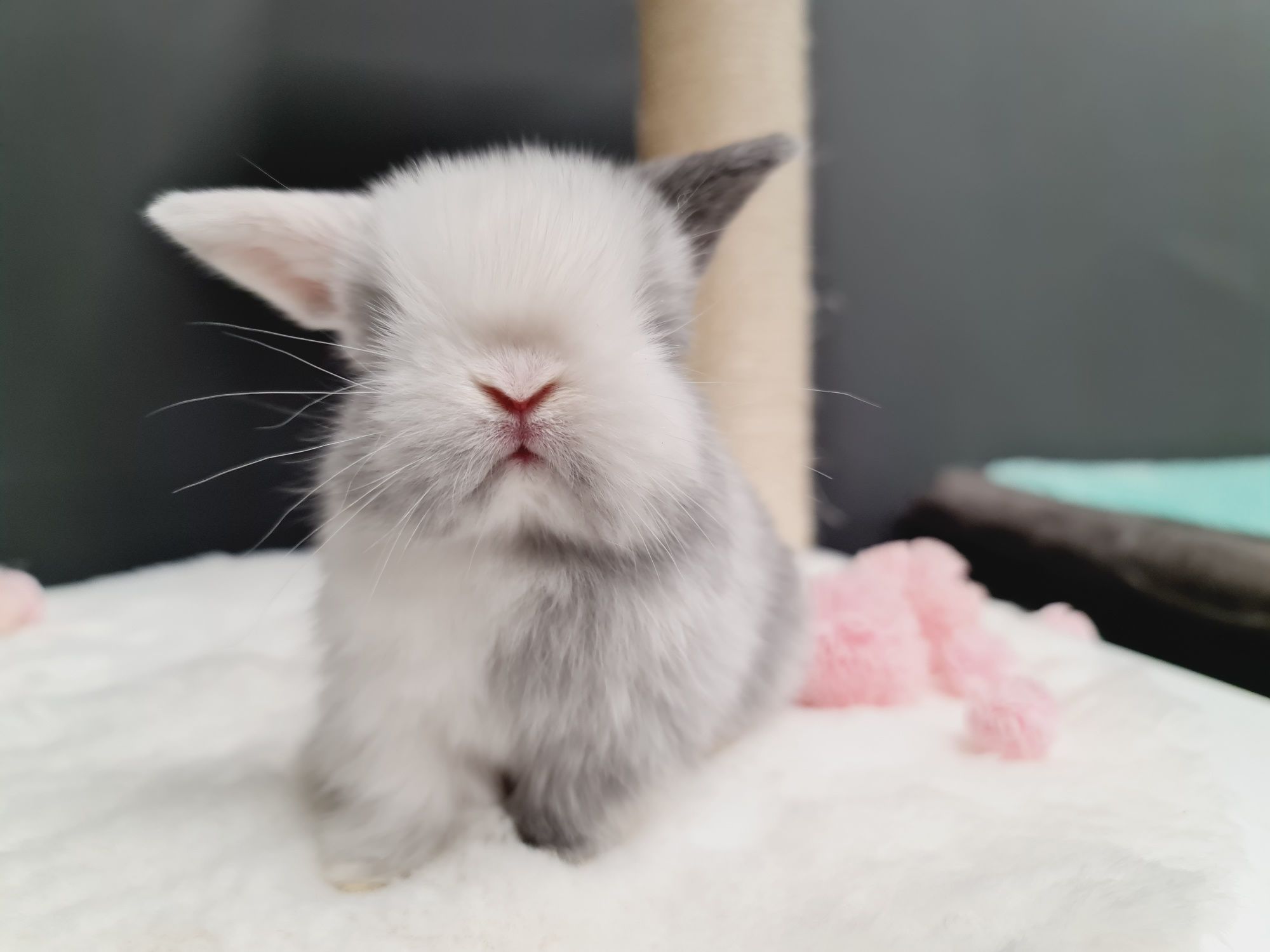 Mini lop królik króliczek miniaturka hodowla transport