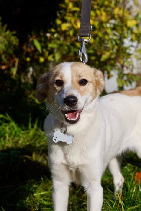 Mała roczna Kiwi czeka na dom