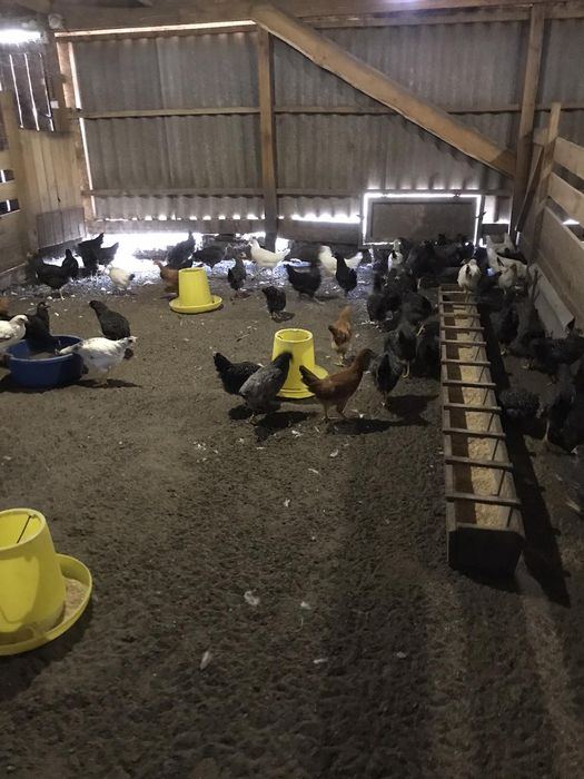 Молодка куры несушки