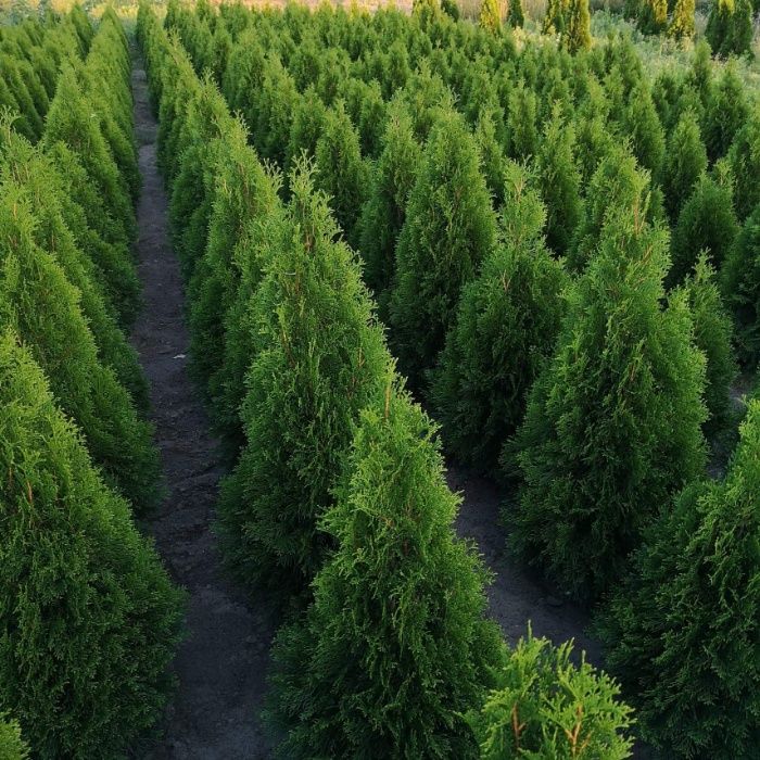 Tuja Szmaragd Thuja szmaragd 130-150cm!!!