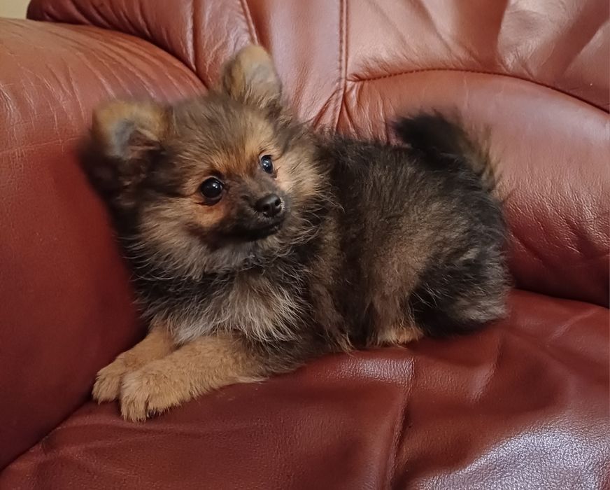 Szpic miniaturowy suczka