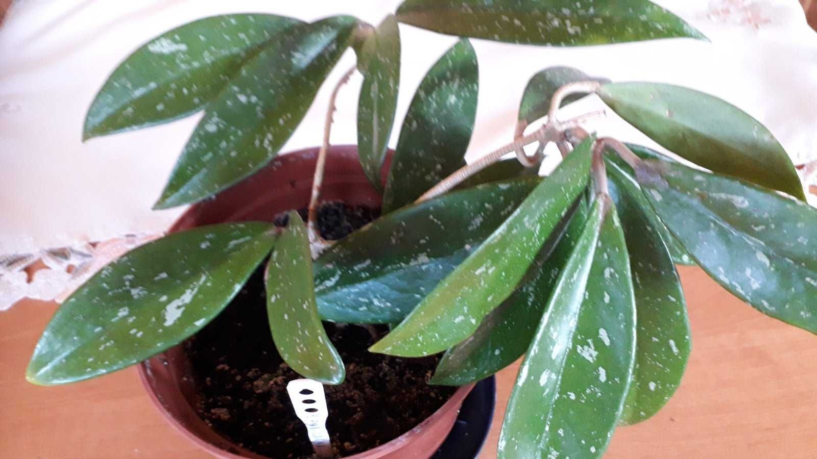 Hoya pubicalyx cv. Silver Pink (Хойя Пубикаликс сильвер пинк)