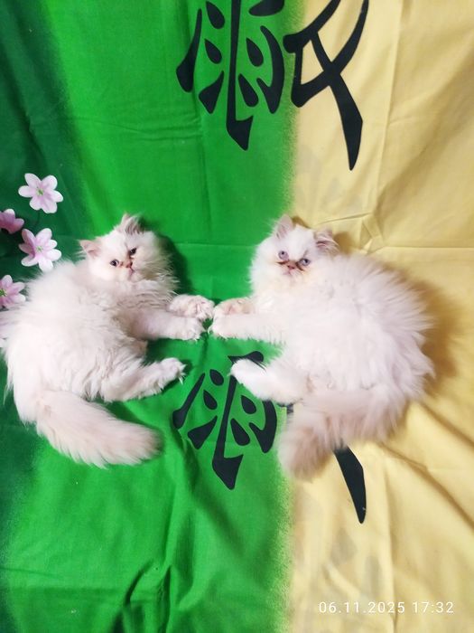 Персидські мальчишки