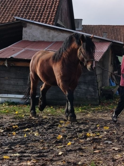 Ogier zimnokrwisty sztumski