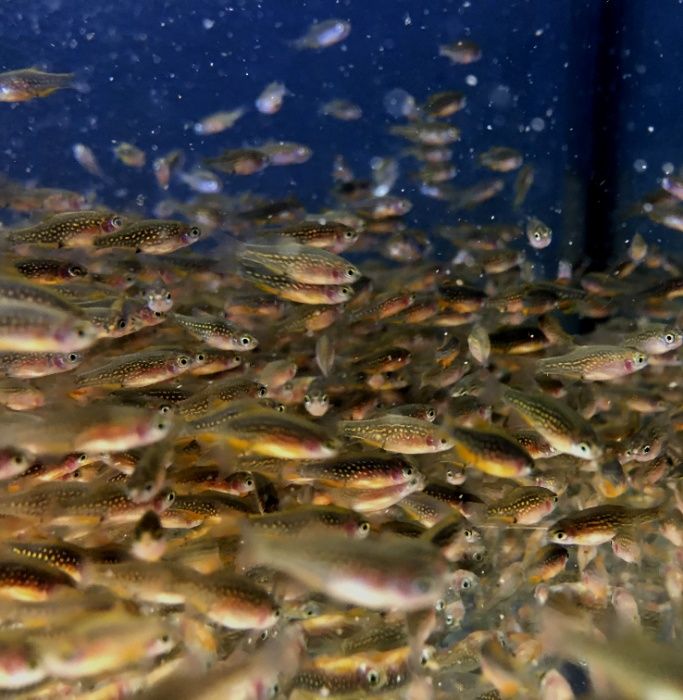 Мікрорасбора Галактика (Microrasbora Galaxy)