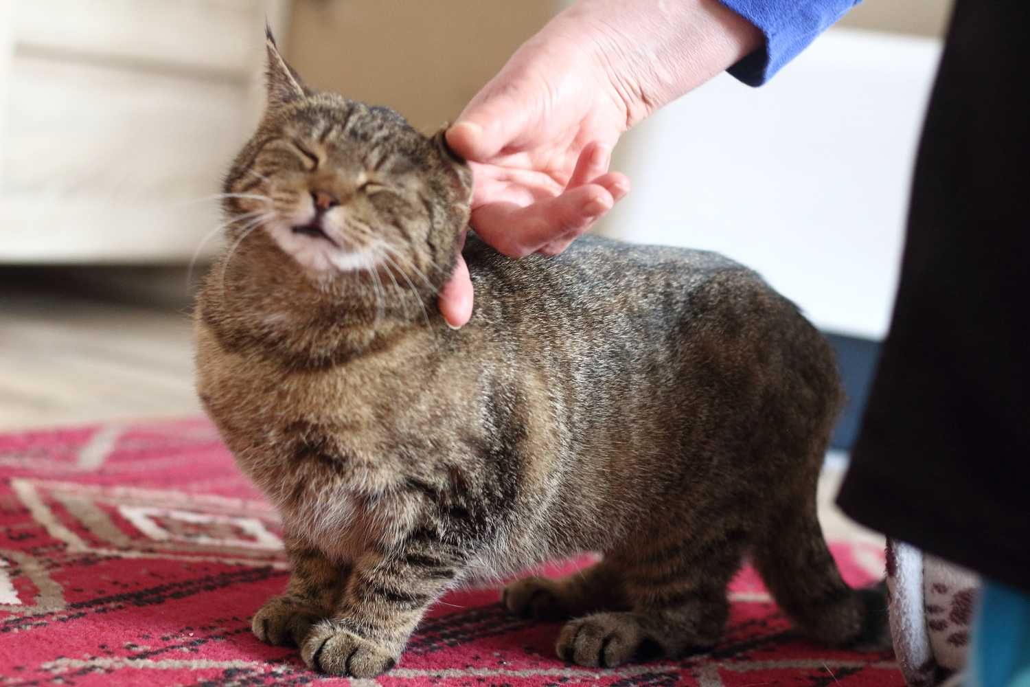 Burcysia młoda, wesoła koteczka do adopcji