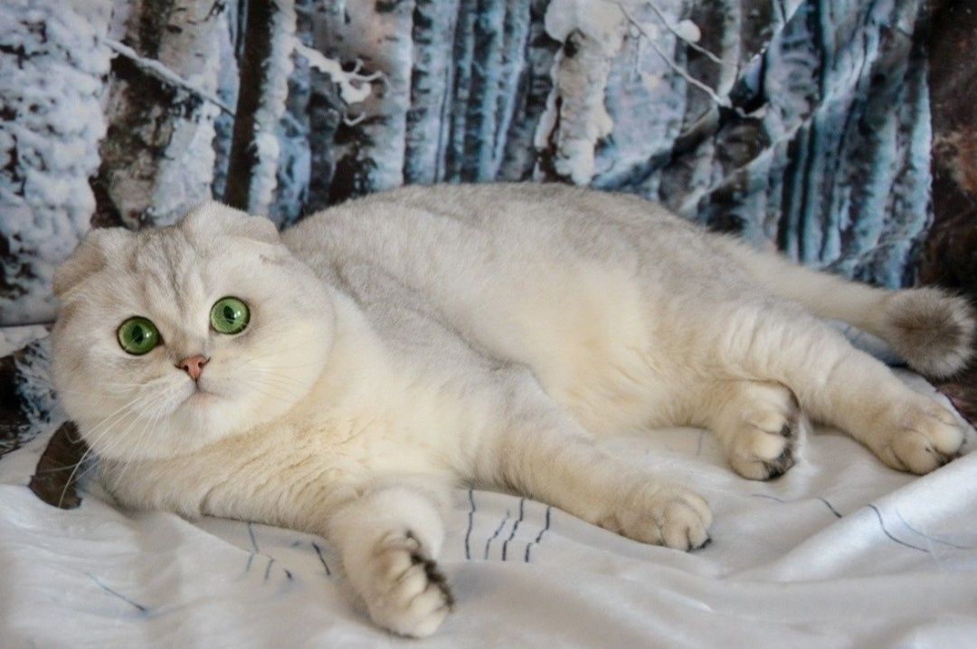 Роскошный вислоухий кот вязка