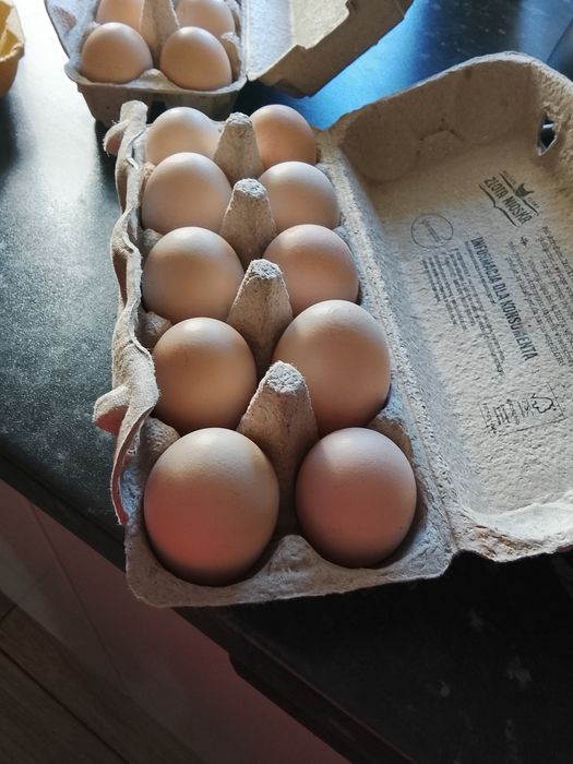 Świeże jajka wiejskie