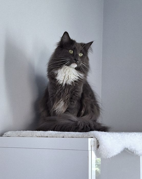 Zapowiedź miotu Norweski Leśny