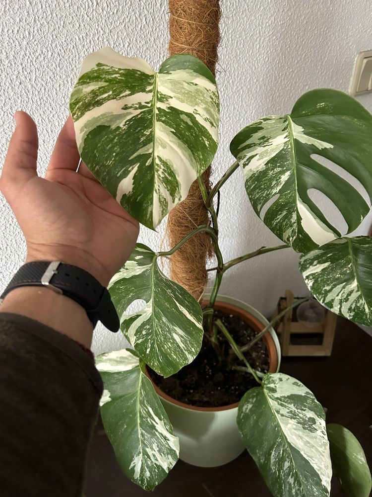Monstera variegata