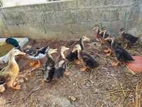 Patos Rouen novos