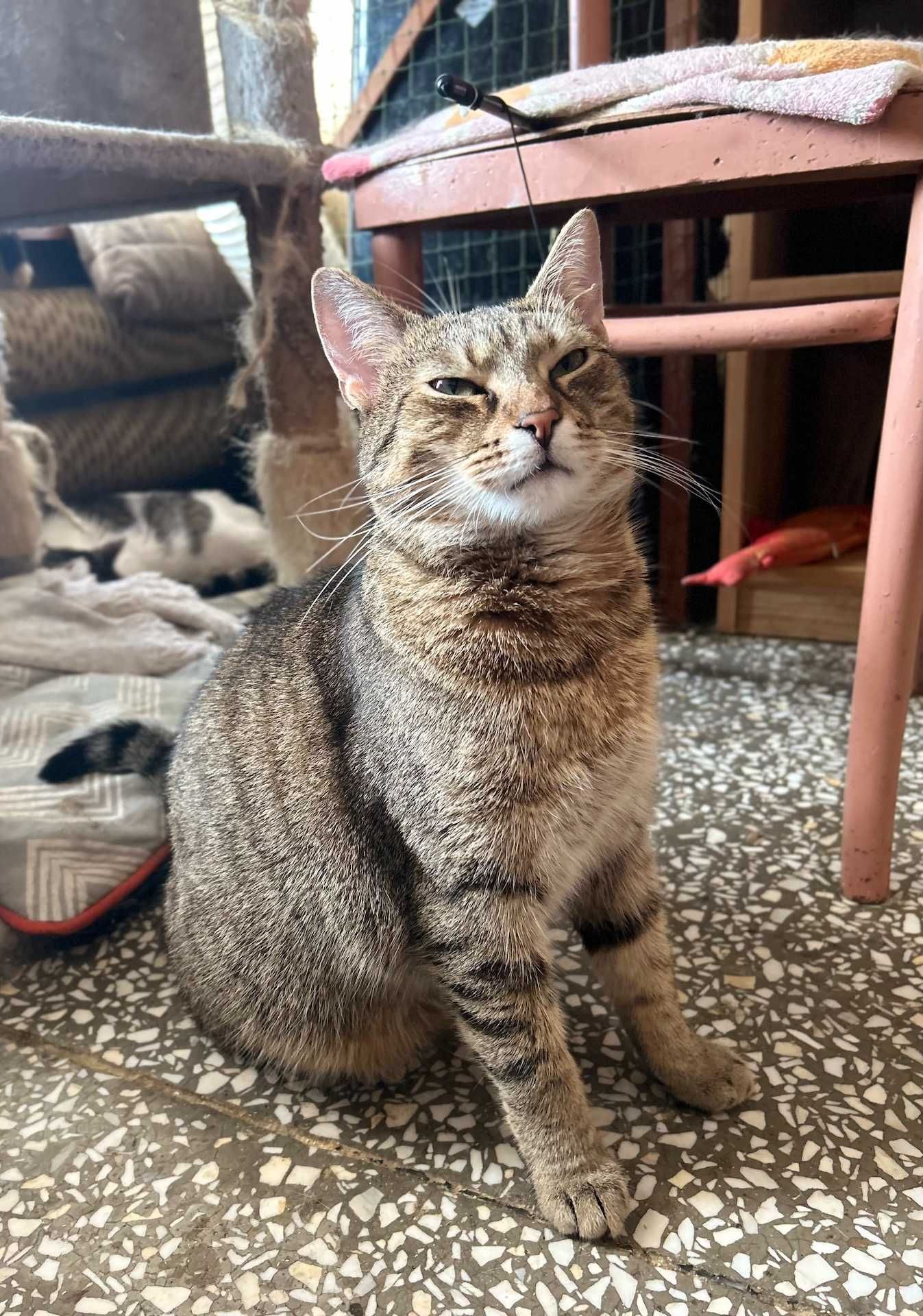 kot BARI poleca sie do adopcji