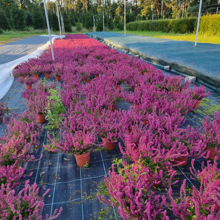 Sadzonki wrzosów, wrzosy tradycyjne i pączkowe