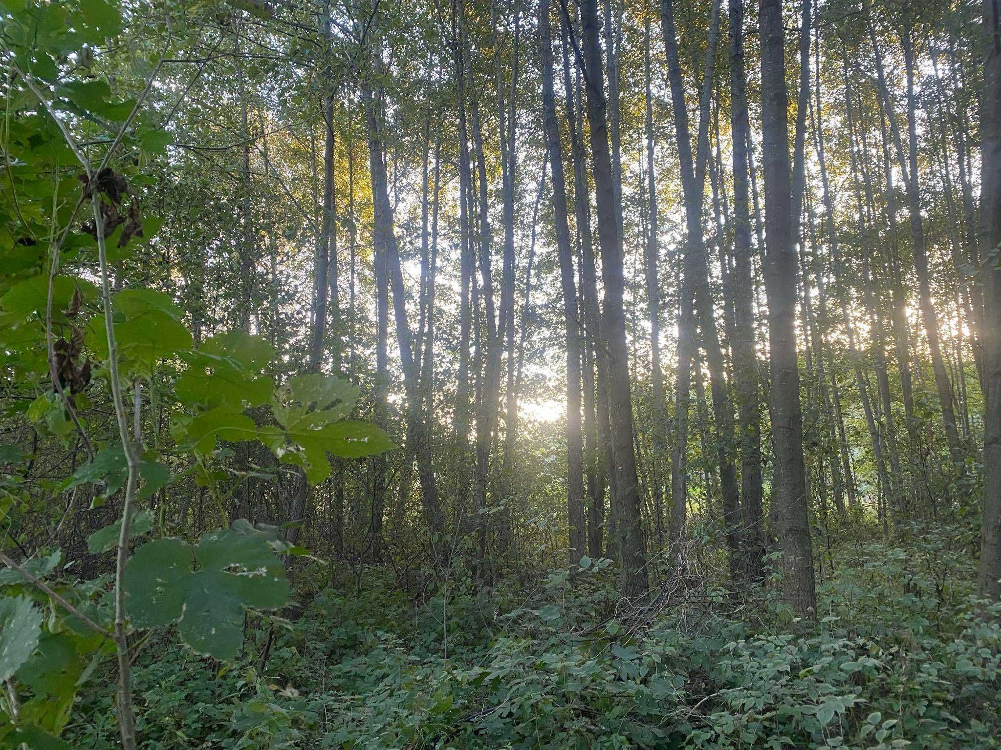 Działka blisko lasu i rzeki Malużyn