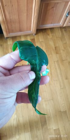 Филодендрон сплеш Гордон,splach Gordon,Serratum leaf