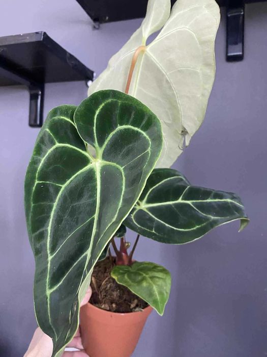 антуріум регал, аглаонема крімсон лав ,епіпремнум марбл кінг та ін