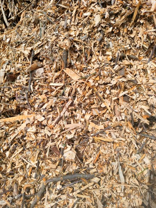 Zrębka leśna wieksza ilość oraz drzewo opałowe brzoza