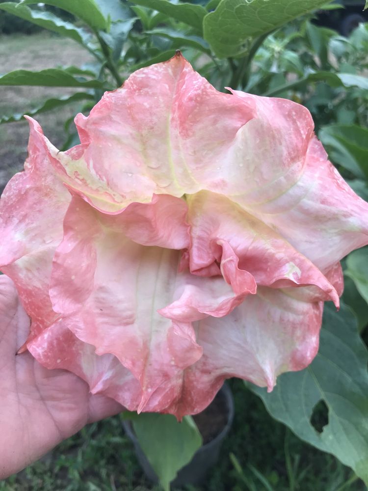 Datura -brukmansja rozowa pelna