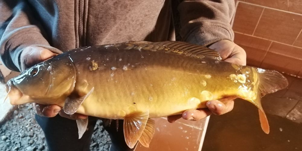 Karp, Amur, Tołpyga