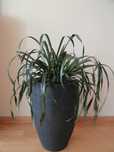 bilbergia kwiat doniczkowy