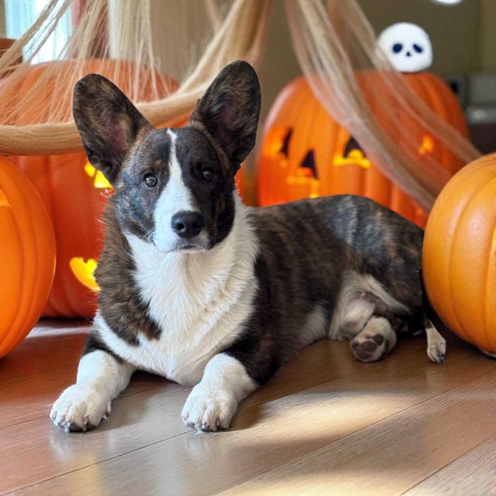 Welsh Corgi Cardigan szczenie FCI