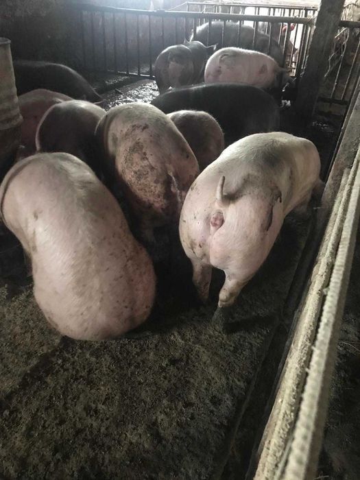 Продам свині живою вагою