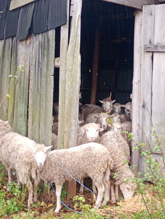 Продаются бараны