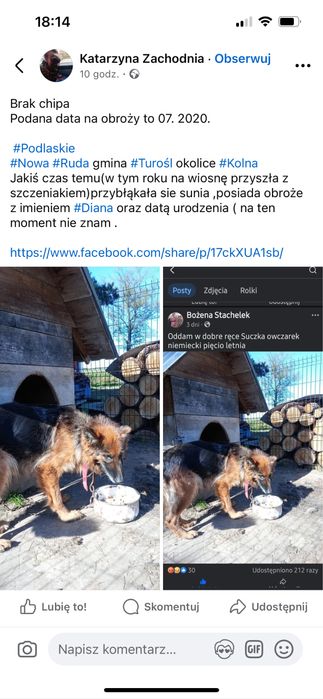 Owczarek niemiecki Diana