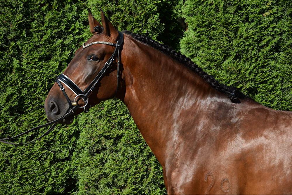 Piekny walach andaluzyjski