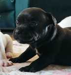 Staffordshire Bull Terrier