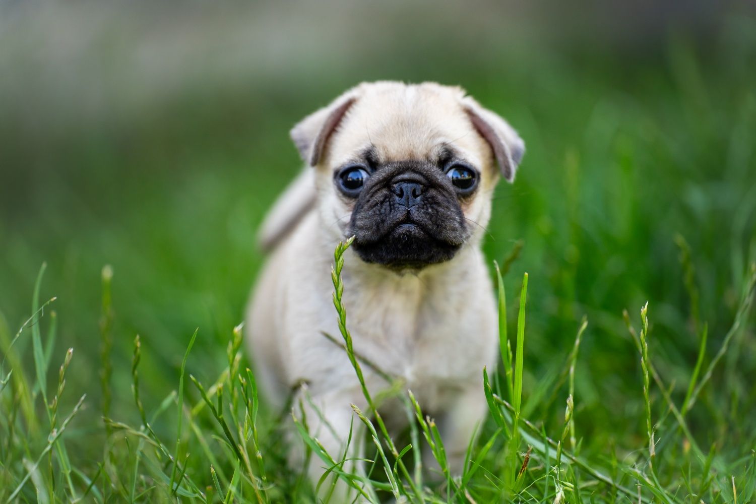Mops 8 tygodnowy piesek
