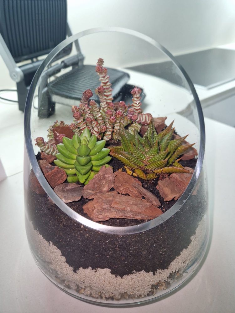 Vaso em vidro com 3 suculentas