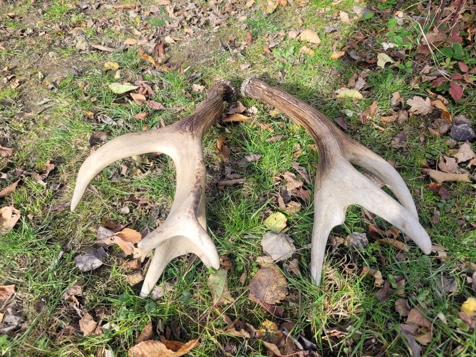 Poroże jelenia myłkus para