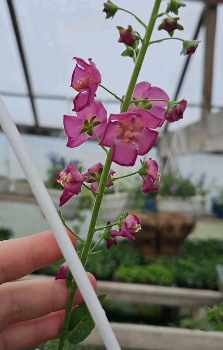 Вербаскум (коровяк)