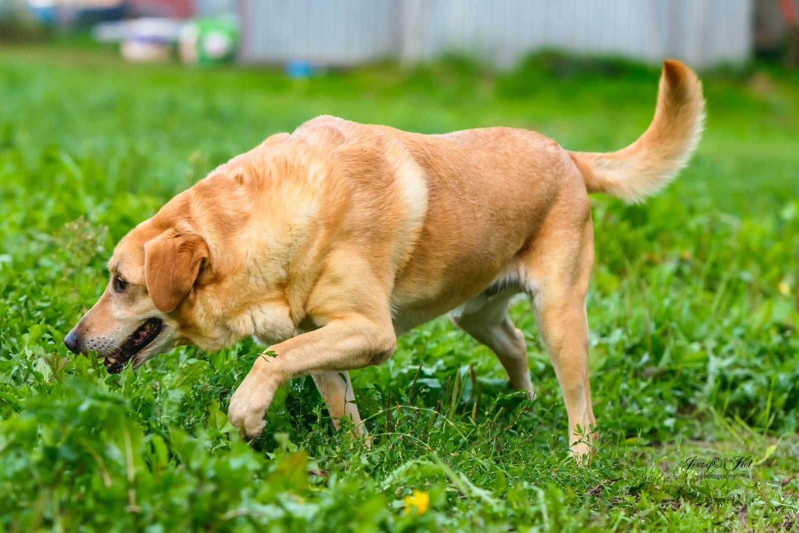 Bezowy psiak w typie labradora - super pozytywny