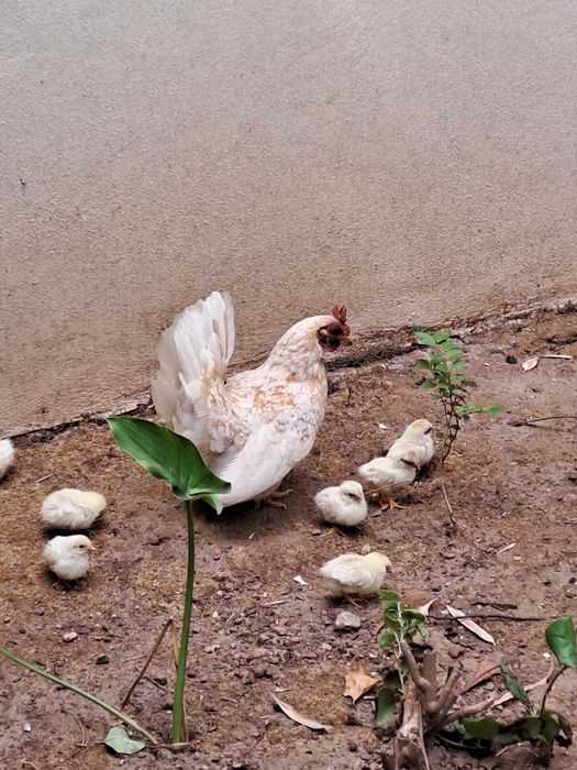 Casal Garnizes Nagasaki