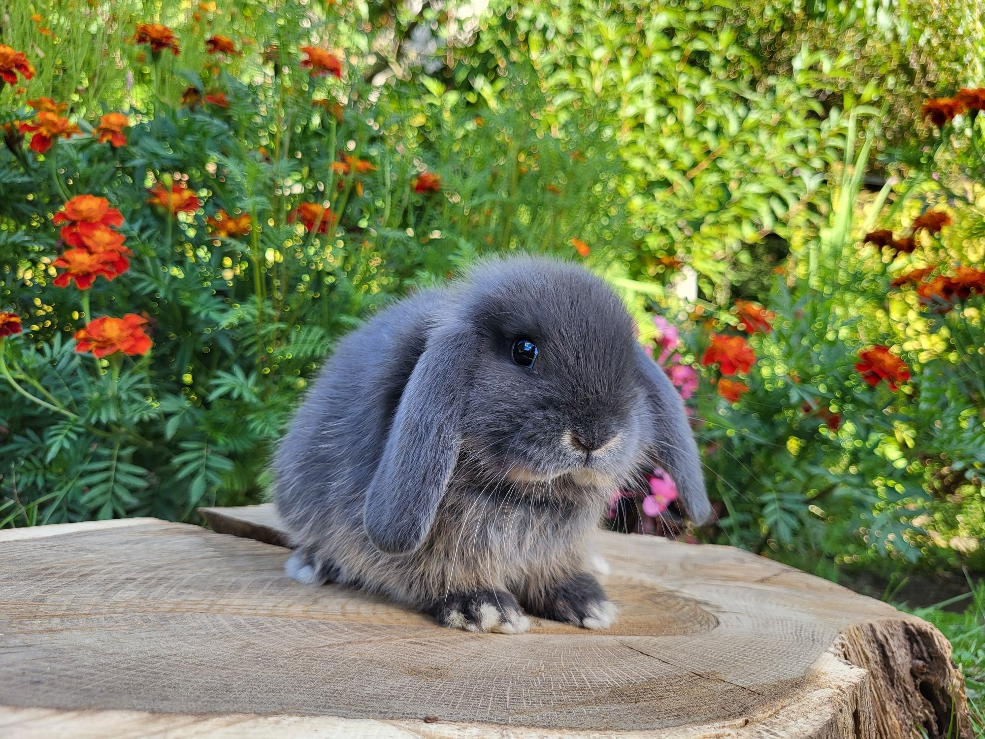 Urocze króliczki Mini Lop. Króliczki domowe.