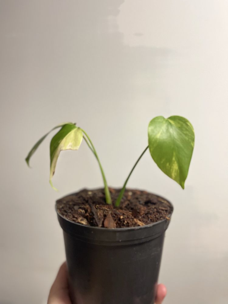 Planta Monstera aurea